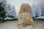 4er Lammfell Teppich Beige (öko)